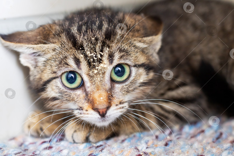 Скачать Детальный снимок кошки крупным планом, мирно лежащей на ковре фотосток Ozero