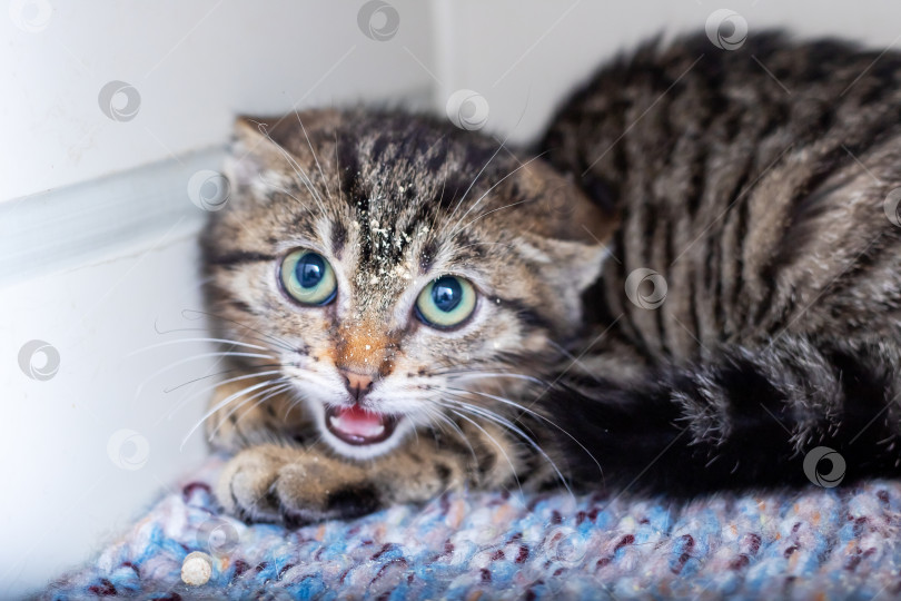 Скачать Кошка с очень удивленным выражением на своей милой мордочке фотосток Ozero