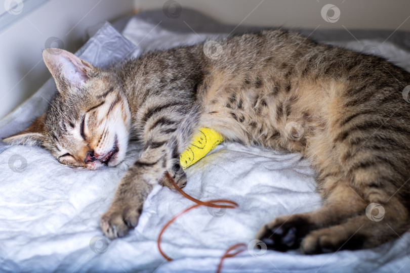 Скачать Кошка удобно лежит на кровати, держа во рту желтый предмет фотосток Ozero