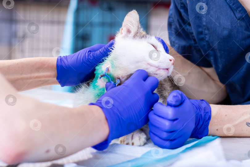 Скачать Кошку осматривает ветеринар в синих перчатках фотосток Ozero