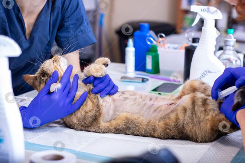Скачать Кошку тщательно осматривает ветеринар в синих перчатках фотосток Ozero
