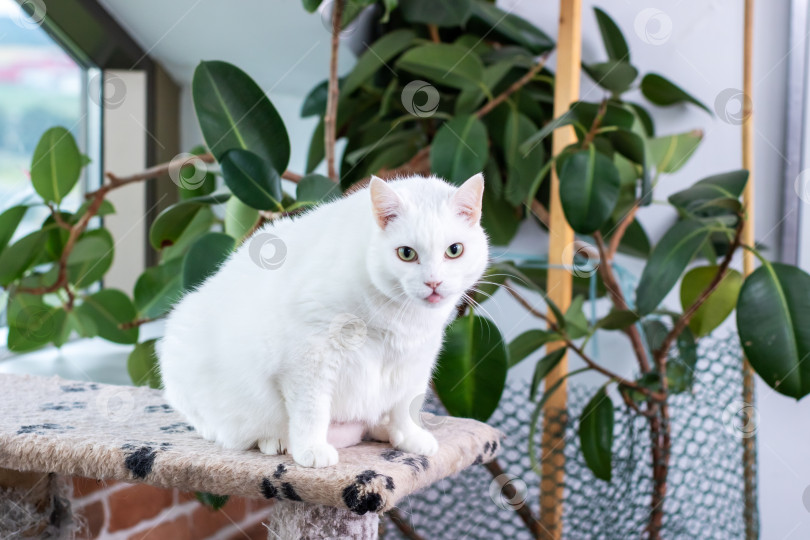 Скачать Пушистый белый кот удобно устроился на вершине многоуровневого кошачьего дерева фотосток Ozero