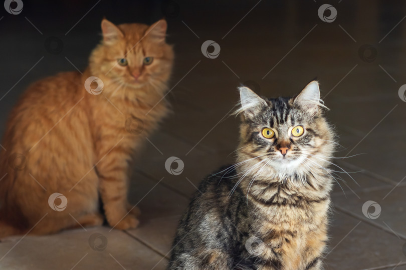 Скачать Две игривые кошки сидят вместе на кафельном полу фотосток Ozero