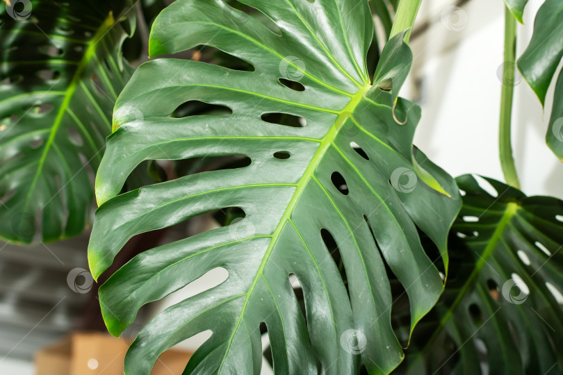 Скачать Детализированный крупный план яркого листа монстеры с многочисленными отверстиями фотосток Ozero