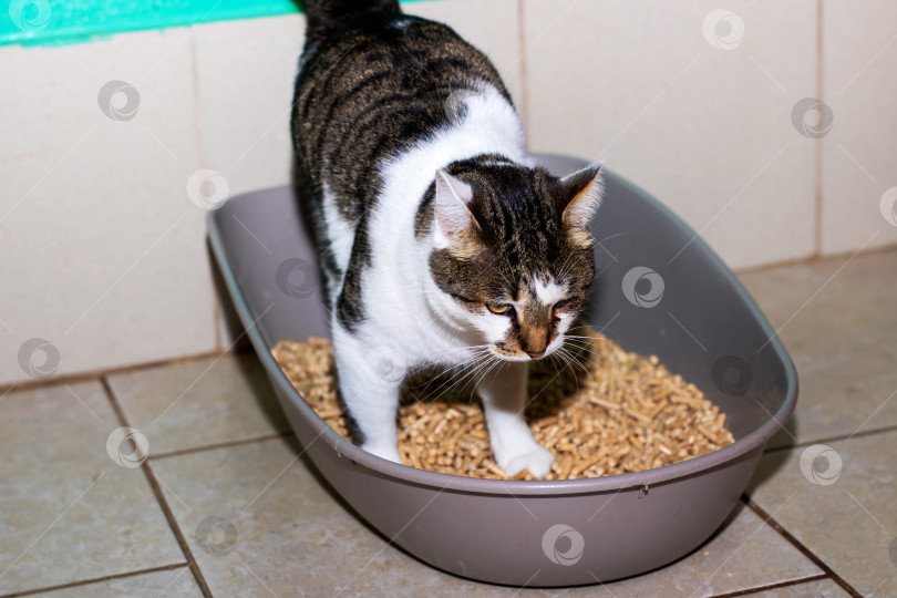 Скачать Маленькая кошка стоит в ящике для мусора, наполненном древесными гранулами фотосток Ozero