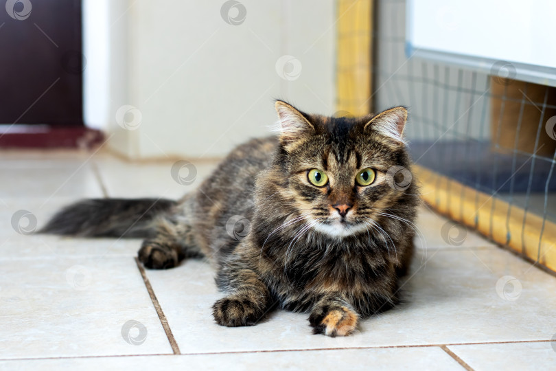 Скачать Кошка удобно разлеглась на кафельном полу и с любопытством смотрит на меня фотосток Ozero