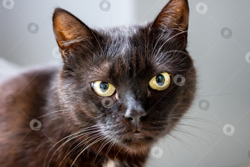 Скачать Крупный план эффектной черной кошки с ярко-зелеными глазами фотосток Ozero