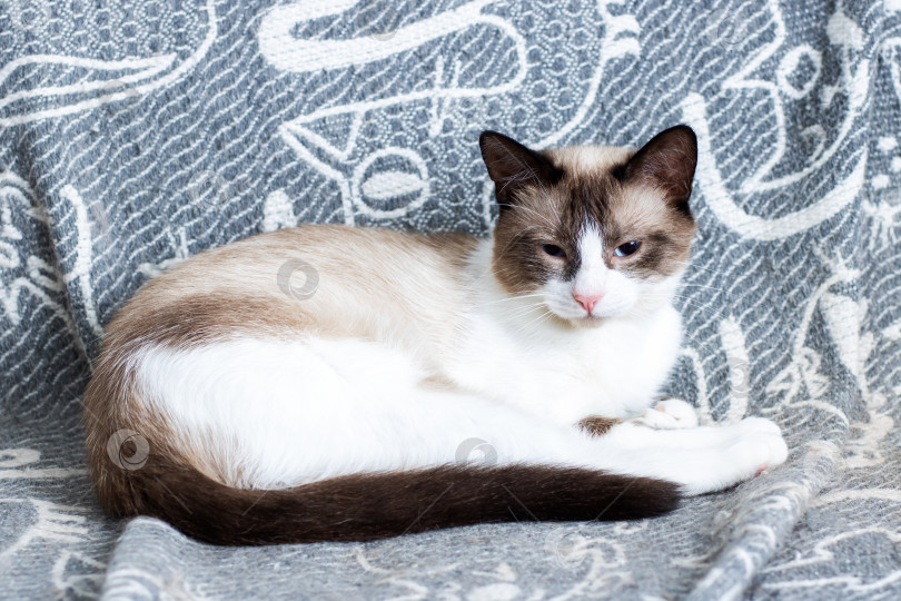Скачать Очаровательная кошечка уютно расположилась на уютном мягком одеяле фотосток Ozero