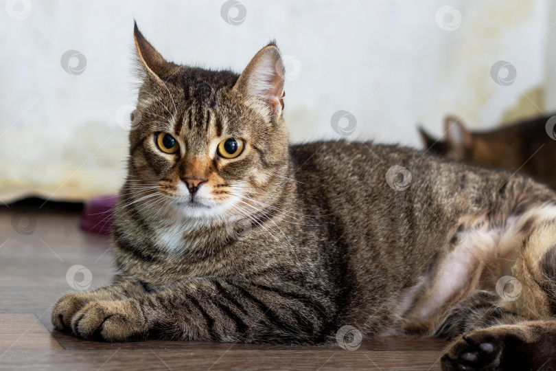 Скачать Домашняя кошка удобно устроилась на полу, пристально глядя в объектив камеры фотосток Ozero