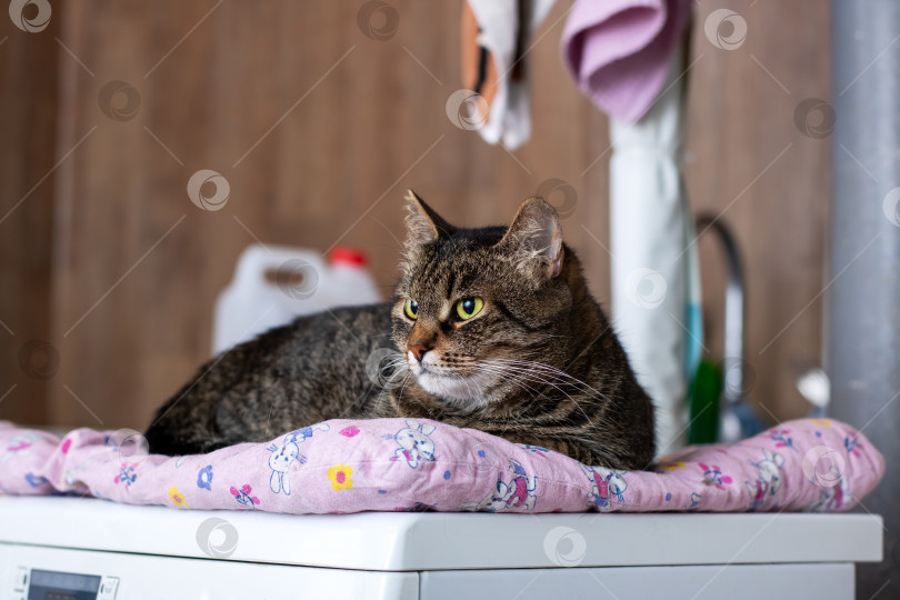 Скачать Кошка мирно лежит на мягком розовом одеяле на стиральной машине фотосток Ozero