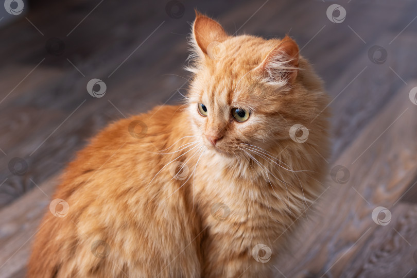 Скачать Пушистый оранжевый кот, уютно развалившийся на деревянном полу фотосток Ozero