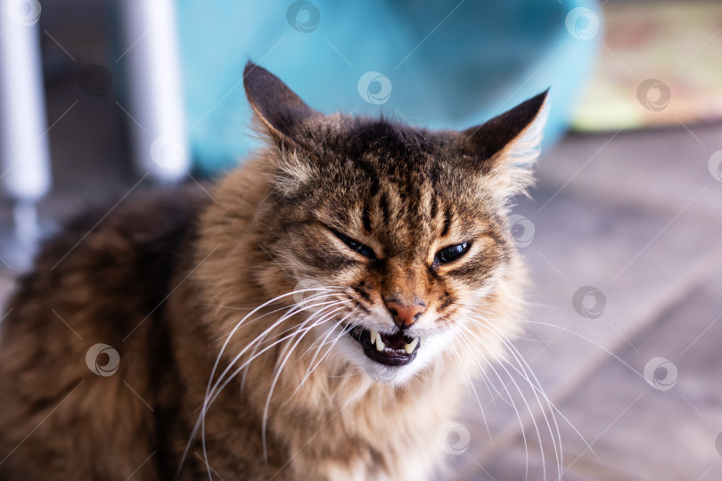 Скачать Сердитая кошка с поразительным и напряженным выражением лица фотосток Ozero