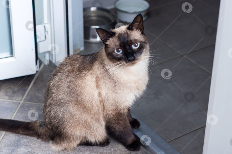 Скачать Очаровательная Сиамская кошка грациозно сидит в помещении и выглядит очаровательно фотосток Ozero
