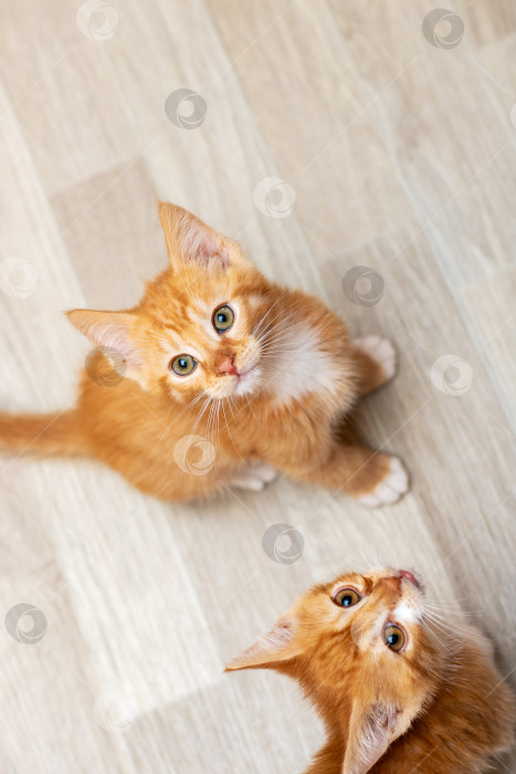 Скачать Два очаровательных оранжевых котенка с любопытством смотрят в камеру фотосток Ozero