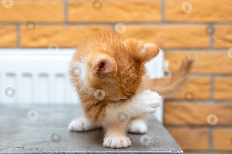 Скачать Маленький оранжево-белый котенок царапает свое тельце на столе фотосток Ozero