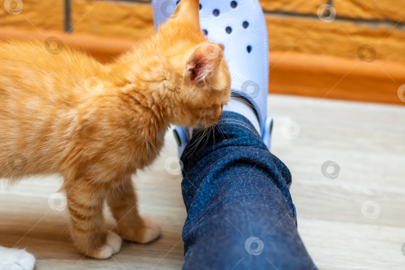 Скачать Очаровательный оранжевый котенок с любопытством обнюхивает ногу человека фотосток Ozero