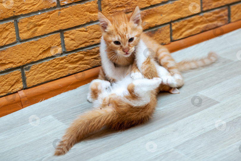 Скачать Два игривых котенка кувыркаются на полу у кирпичной стены фотосток Ozero