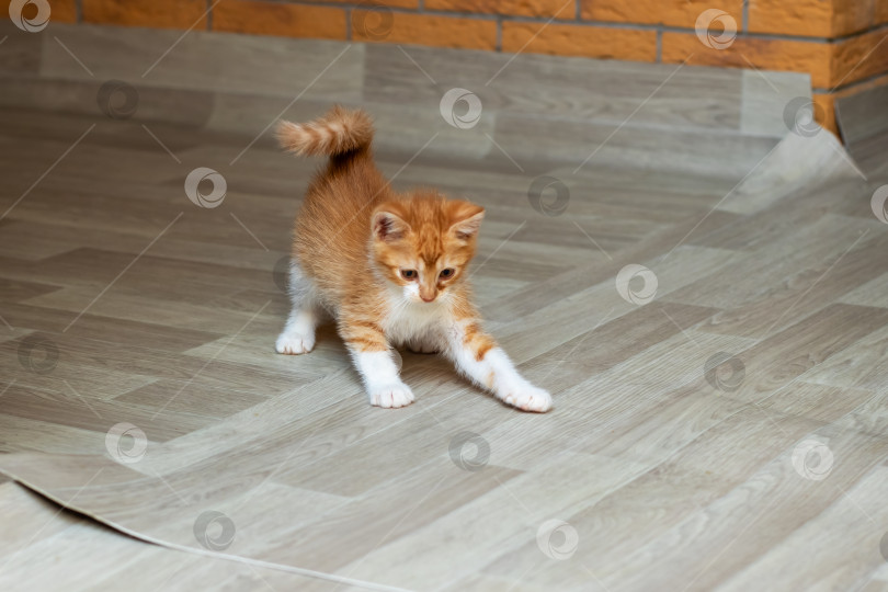 Скачать Игривый оранжево-белый котенок радостно играет на деревянном полу фотосток Ozero