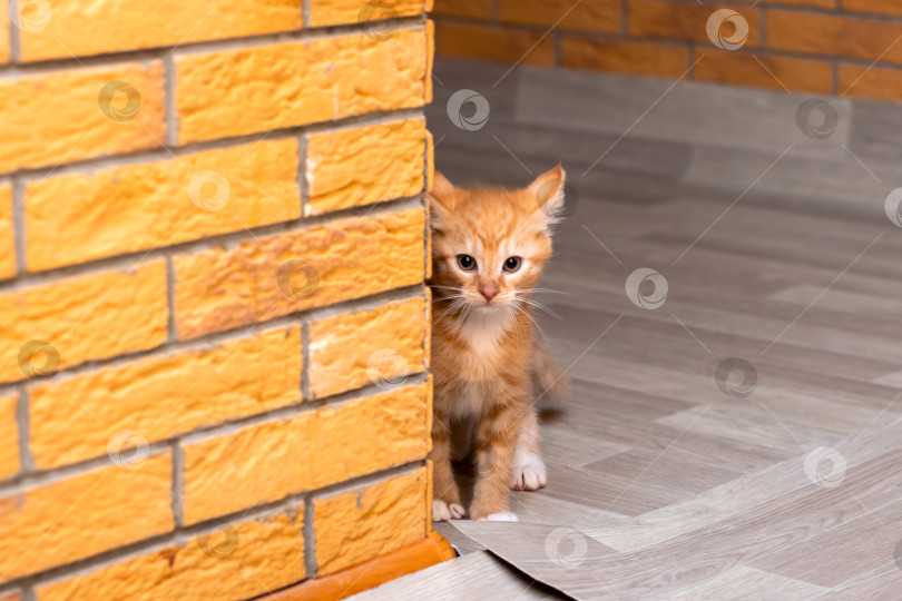 Скачать Игривый, милый котенок, выглядывающий из-за кирпичной стены фотосток Ozero
