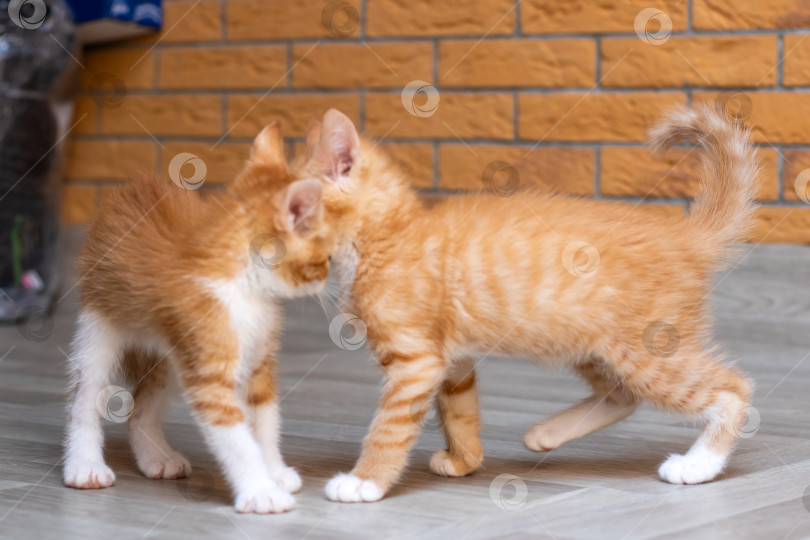 Скачать Рядом стоят два очаровательных оранжево-белых котенка фотосток Ozero
