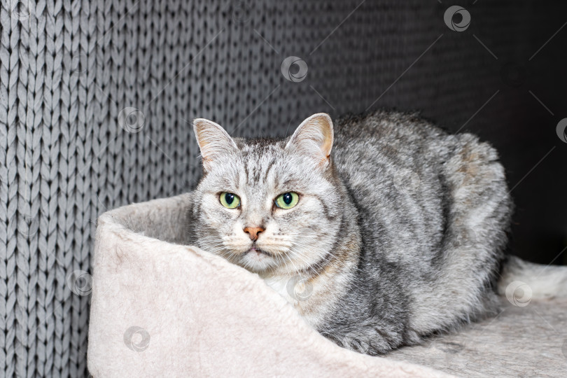 Скачать Серая кошка развалилась на своей уютной лежанке, с любопытством глядя в камеру фотосток Ozero