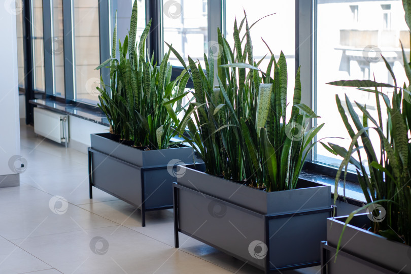 Скачать Ряд растений в горшках, красиво расставленных перед окном фотосток Ozero