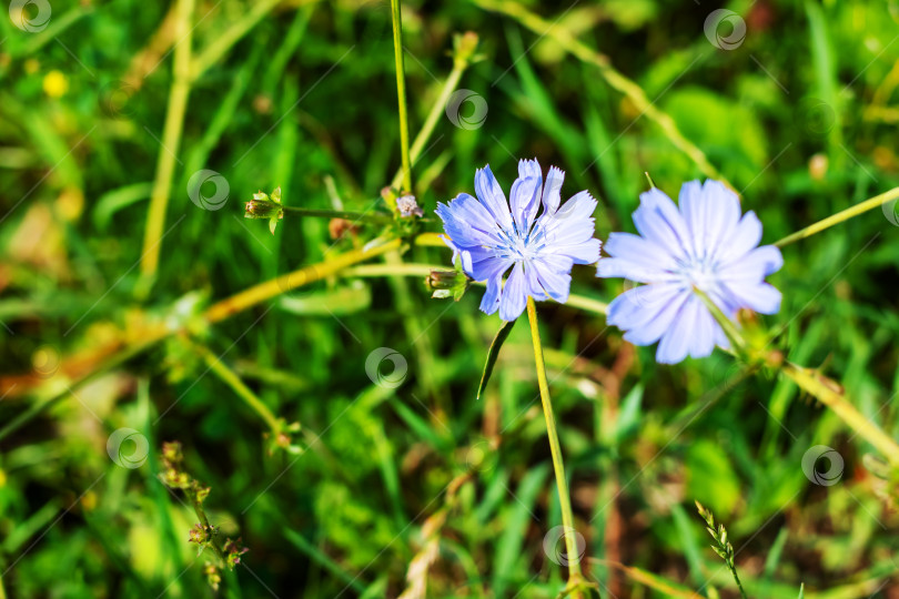 Скачать Нежные голубые полевые цветы, распускающиеся на сочной зеленой траве и полях фотосток Ozero