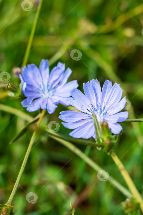 Скачать Среди пышной травы распускаются два ярких фиолетовых цветка фотосток Ozero