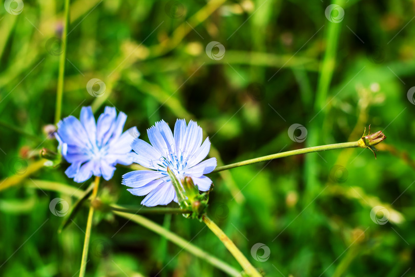 Скачать Два нежных маленьких голубых цветка красиво растут среди травы фотосток Ozero