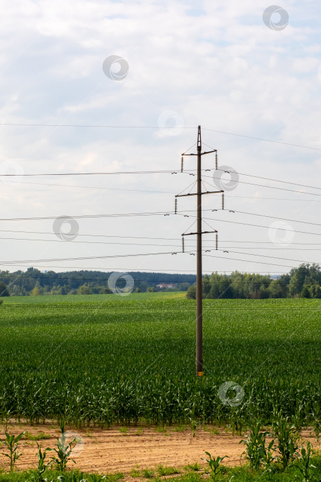 Скачать Телефонный столб в поле, вокруг которого летают птицы фотосток Ozero