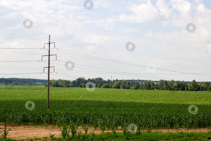 Скачать Большая стая птиц грациозно пролетает над обширным кукурузным полем фотосток Ozero