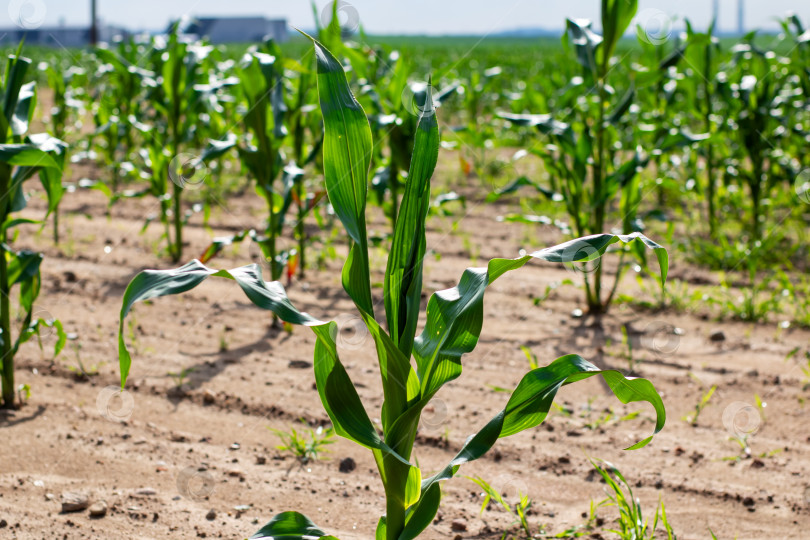 Скачать Пышное кукурузное поле под ярко-голубым небом с пушистыми белыми облаками фотосток Ozero