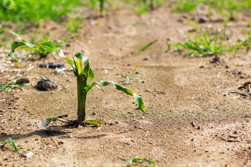 Скачать Маленькое зеленое растение пышно растет из грязи в поле фотосток Ozero