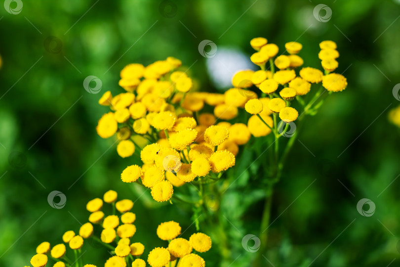 Скачать Крупный план ярких желтых цветов на пышном зеленом фоне фотосток Ozero
