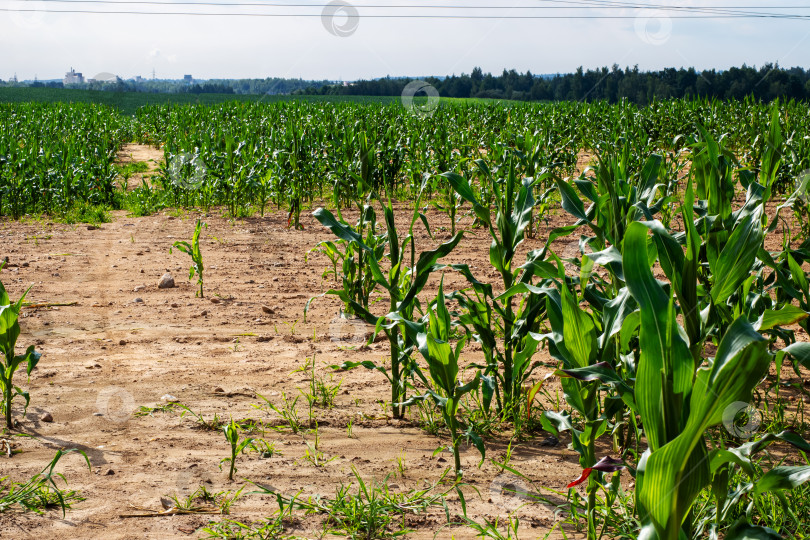 Скачать На обширном поле в грязи в изобилии растет кукуруза фотосток Ozero