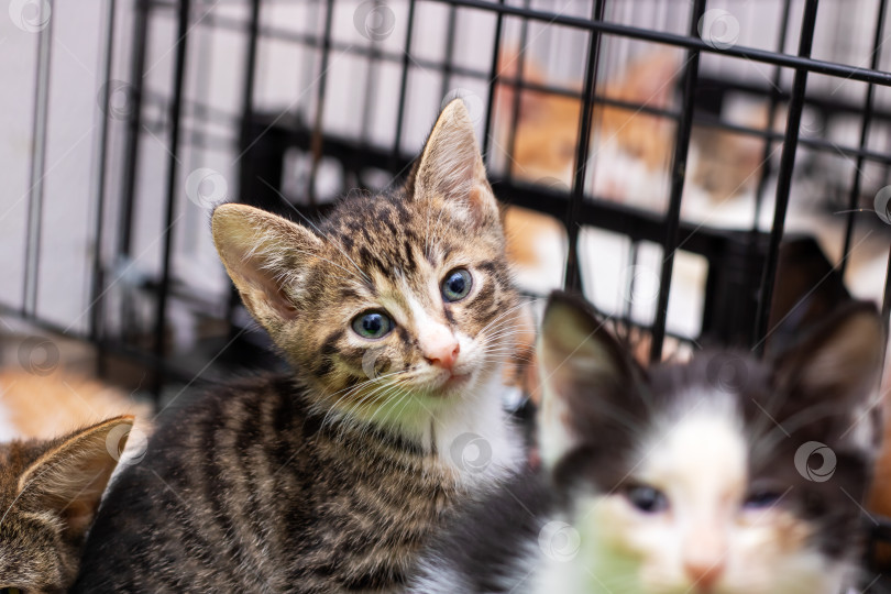 Скачать Группа милых котят сидит в клетке и смотрит в камеру фотосток Ozero