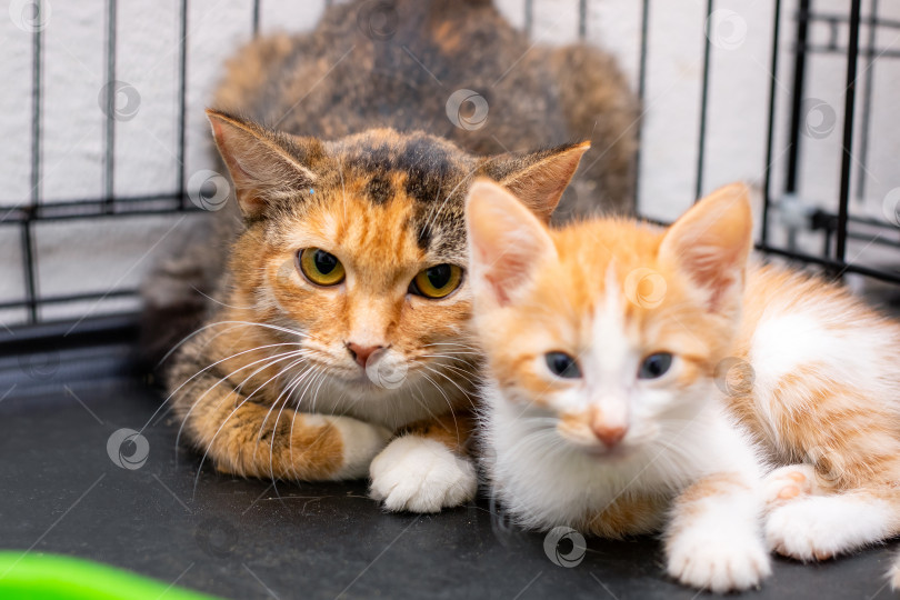 Скачать Кошка и игривый котенок мирно лежат в уютной клетке фотосток Ozero