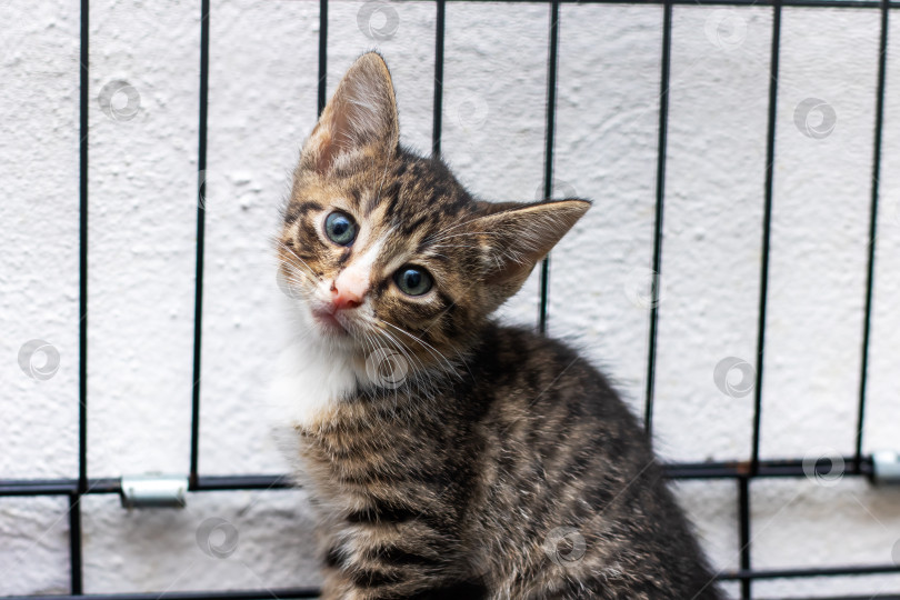 Скачать Маленький очаровательный котенок сидит в клетке и пристально смотрит в камеру фотосток Ozero