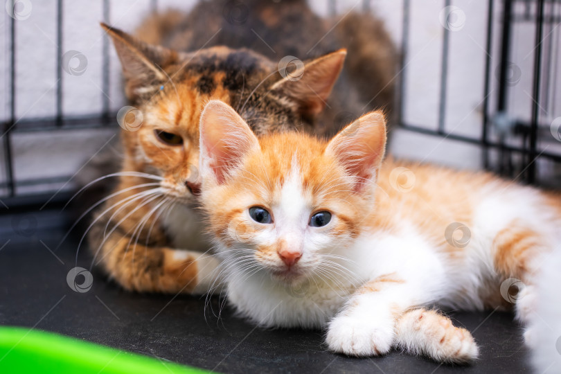 Скачать Красивая кошка и очаровательный котенок мирно лежали рядом друг с другом фотосток Ozero