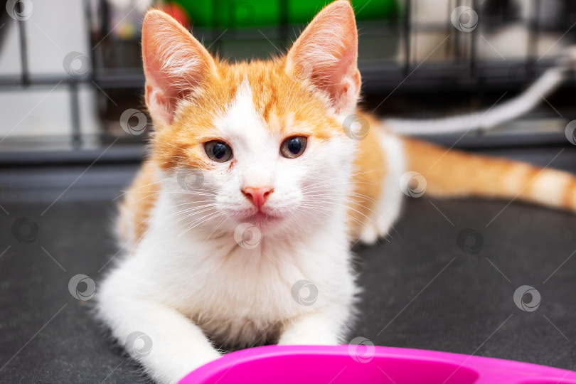 Скачать Пушистый оранжево-белый кот мирно лежит рядом с розовой миской фотосток Ozero
