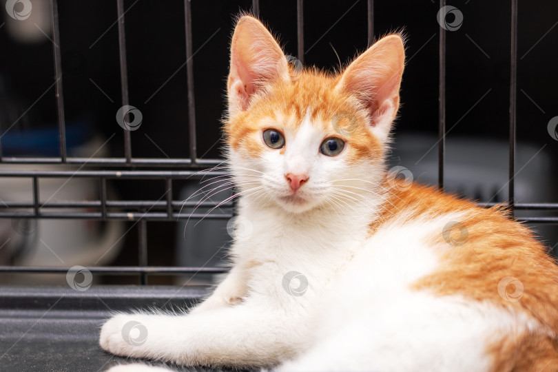 Скачать Оранжево-белый кот сидит в клетке и смотрит в камеру фотосток Ozero
