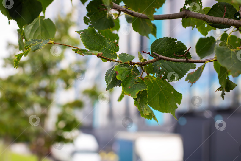 Скачать Ветка дерева с зелеными листьями и синим зданием на заднем плане фотосток Ozero