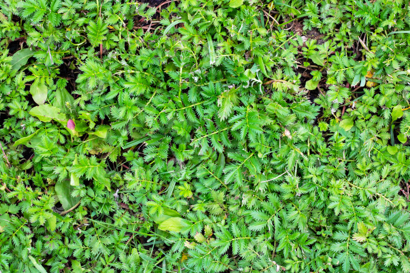 Скачать Вот вид с близкого расстояния на красивое зеленое поле с пышной травой фотосток Ozero