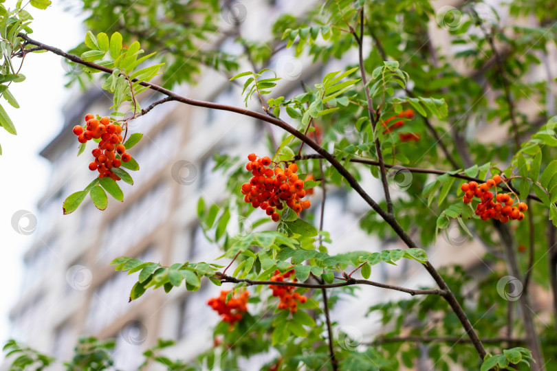 Скачать Рядом с примечательным зданием растет дерево с красными ягодами и зелеными листьями фотосток Ozero