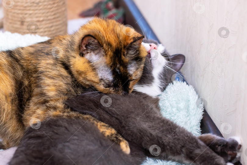 Скачать На мягком одеяльце нежно лежат рядом друг с другом две очаровательные кошечки фотосток Ozero