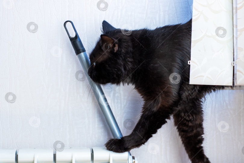 Скачать Игривый черный кот забавляется со шваброй, положенной на радиатор отопления фотосток Ozero