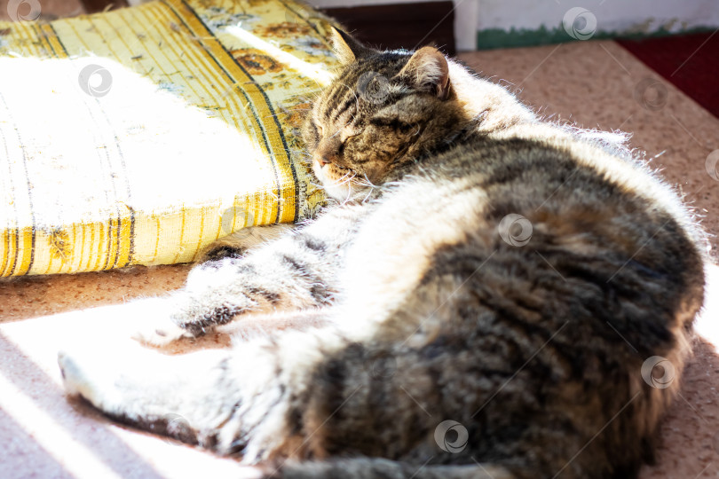 Скачать Кошка удобно лежит на полу рядом с мягкой подушкой фотосток Ozero