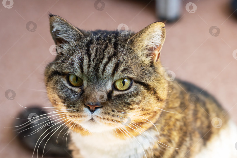 Скачать Это изображение кошки крупным планом, пристально смотрящей в камеру фотосток Ozero