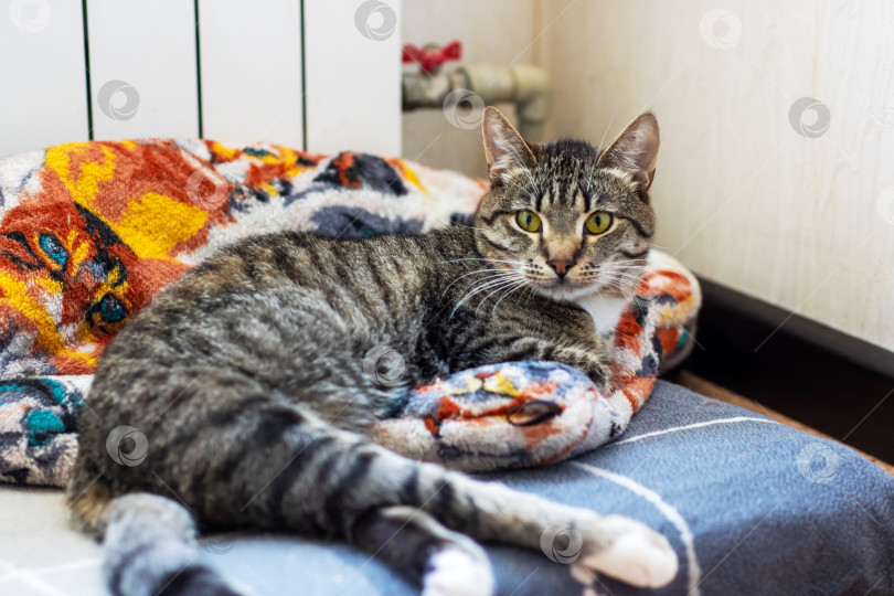 Скачать Симпатичная кошечка уютно устроилась на мягком одеяле на кровати фотосток Ozero