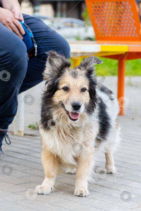 Скачать Собака стоит рядом с человеком, который сидит на скамейке фотосток Ozero
